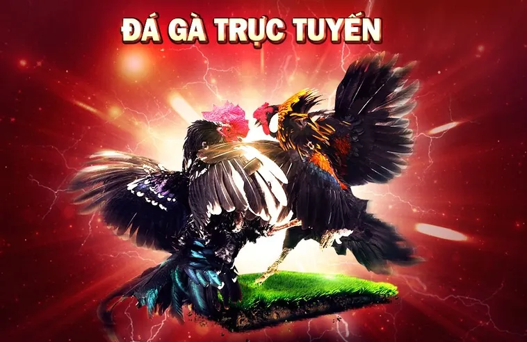 Đá Gà VN88 - Hướng Dẫn Cá Cược Thể Thao Hàng Đầu Việt Nam